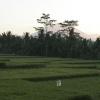 Jl. Lanyahan, Br. Nagi, Ubud, Gianyar, Bali 80571, Indonesia.