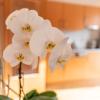 Appartementhaus Steirergasse by Schladming-Appartements