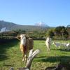 Casa Do Canto # PICO HOLIDAY RENTALS