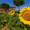 B&B Il Molinello