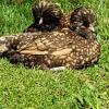 Chambres dHotes Carpediem