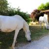 Agriturismo la Tana