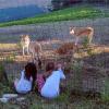 B&B Marcantonio Country House