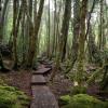 4038 Cradle Mountain Road, Cradle Mountain, Tasmania 7306, Australia.