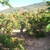 Las Calabazas