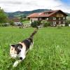 Familienbauernhof Köss Schertler
