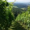 Vineyard Paradise Senica
