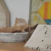 B&B Sant Pol - Adults Only