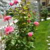 B&B La Rosa dei Venti