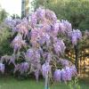 Le Jardin des Selves
