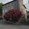 Chez Shona