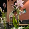 Restaurant & Rooms Cabrit