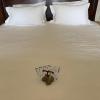 Ardmor Guest House
