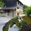 House Marijan