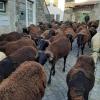 Anibals Boutique Lodging - Serra da Estrela