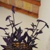 B&B Le Col-vert