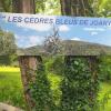 Cèdres Bleus de Joany chez Nathalie