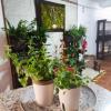 Zimão Garden House