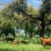 Herdade Da Maridona - Agroturismo