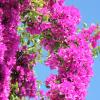 Villa le Bougainvillea