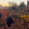 Apartamento ruta del vino