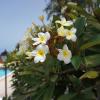 Finca La Romera