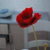 Happy Holiday Apartments