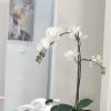 Apartamento Paula