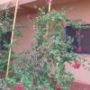 Tortuga B&B