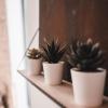 Mazet en pierre avec jardin privatif