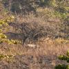 Bardia National Park, Nepal.