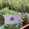 Villa le Bougainvillea