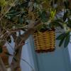 Marthas filoxenia