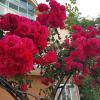 Family Hotel Magnolia, Sunny Beach
