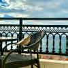 Balcony of Koroni