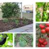 Gaia cottage with garden