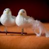 Two White Pigeons
