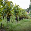 Gîte au milieu des vignes