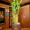 Fortune Inn & Suites