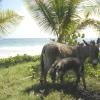 Crochu, St. Andrews, Grenada.