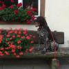 Pension Silberdistel