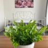 B&B Zunderdorp