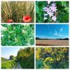 La Résidence des Fleurs