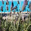 Platis Gialos beach, Sifnos, Greece.