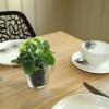 Bed & Breakfast De Kleine Magnolia
