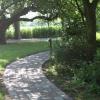 Bachstelze