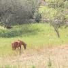 Finca Batlet