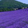 Le Mouleyras