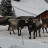Ferienwohnung Berghof Pixner