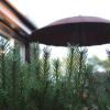 Holiday Terrace Nida